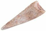 Fossil Pterosaur (Siroccopteryx) Tooth - Morocco #360008-1